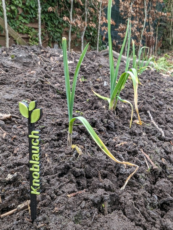 Pflanzenschild (Knoblauch)